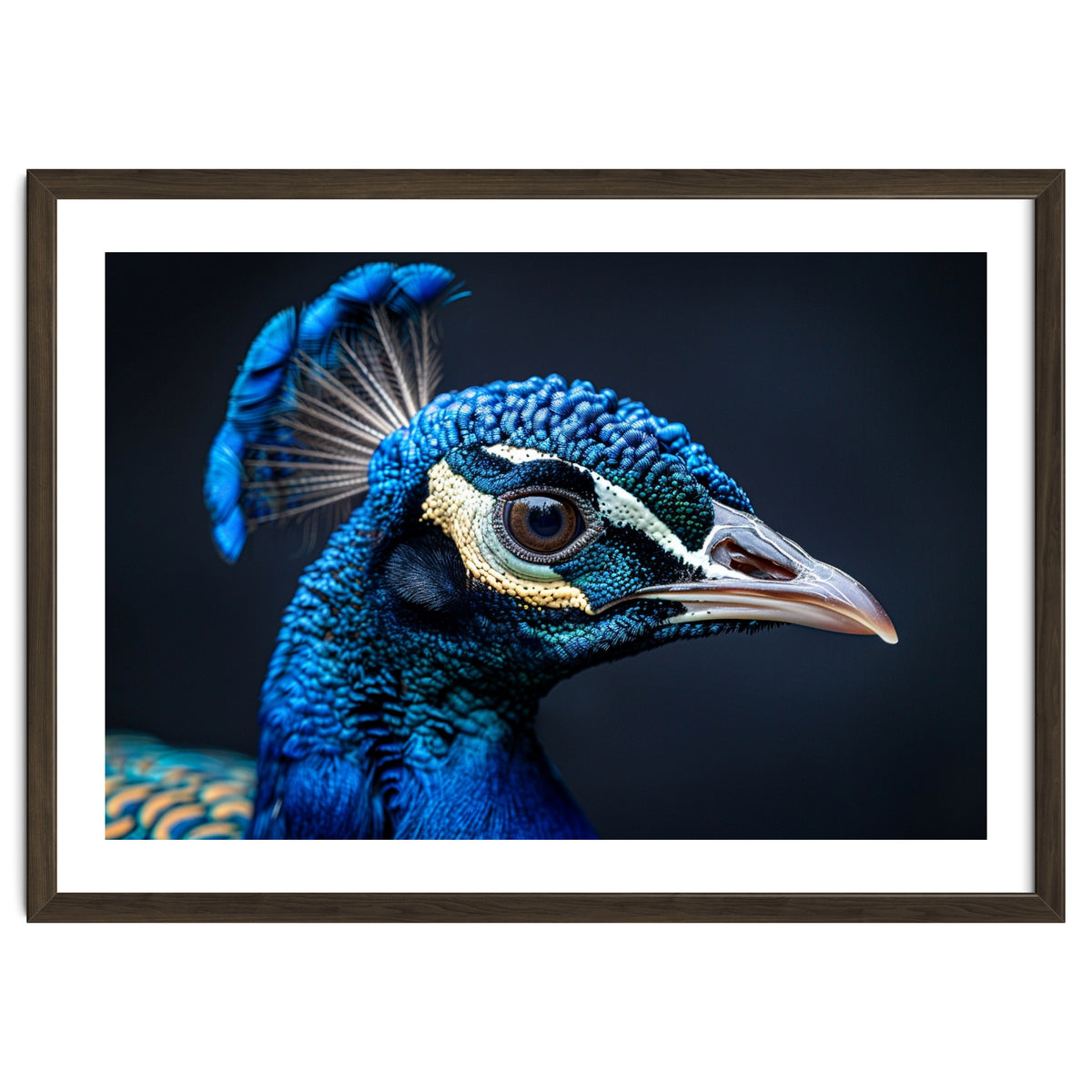 Close Up Of A Peacock Head Blue Feather