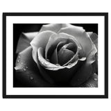 Ethereal Monochromatic Rose Petal Macro thumbnail
