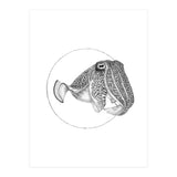The Fascinating Cuttlefish (Print Only) thumbnail