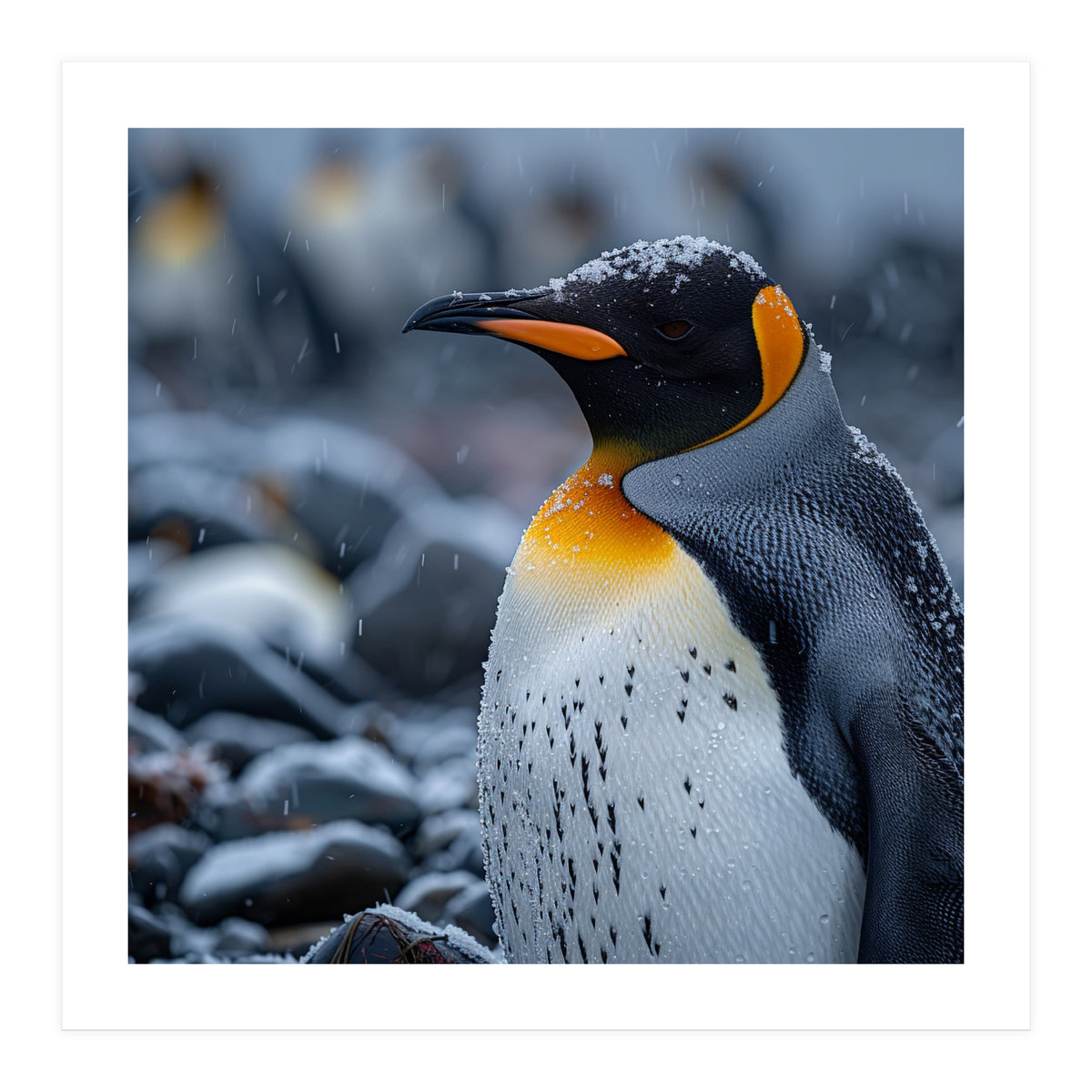 King Penguin Standing In Snowfall Outdoors (Print Only)