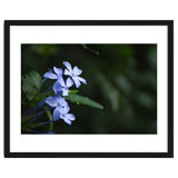 BLOSSOM. thumbnail