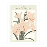 Flower Market Cap Town Amaryllis (Print Only)