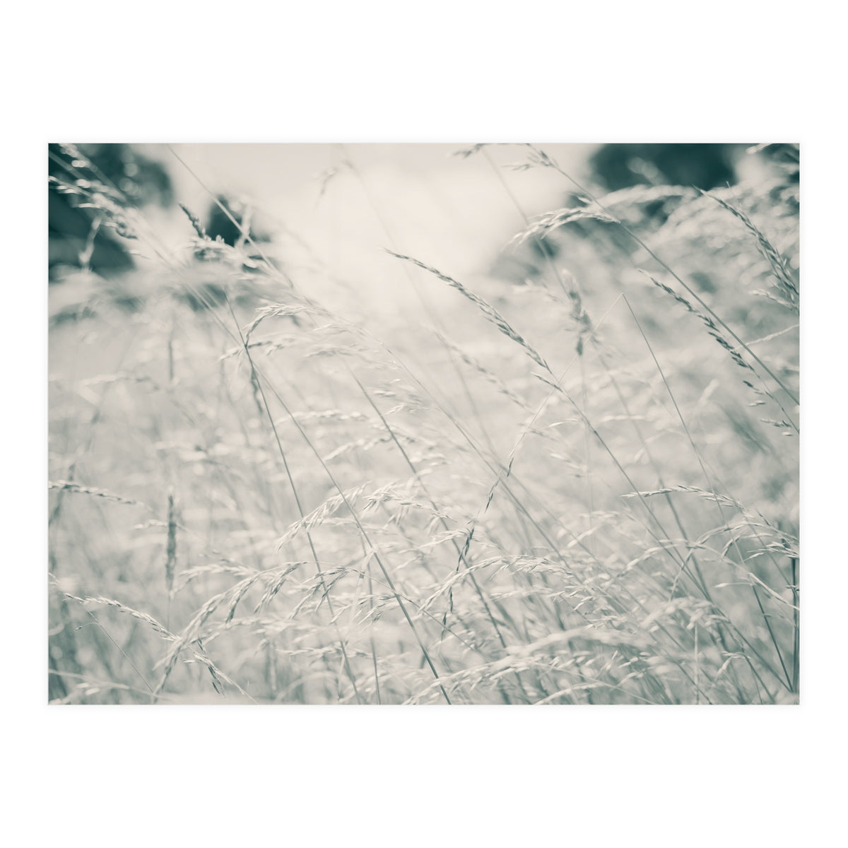 Walking Through Long Grass (Print Only)
