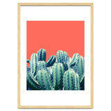 Cactus On Coral thumbnail