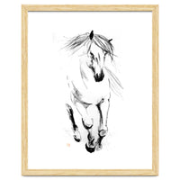 Runninh Ghorse In Water