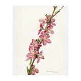 Royal Charles Steadman – Peach (Prunus persica) (1924) (Print Only) thumbnail