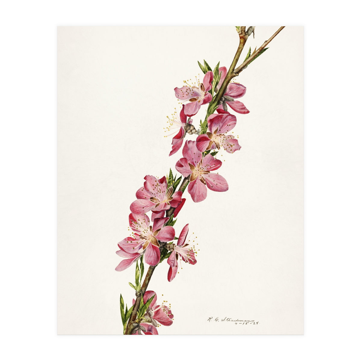 Royal Charles Steadman – Peach (Prunus persica) (1924) (Print Only)