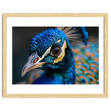 Close Up Of A Peacock Head And Eye thumbnail