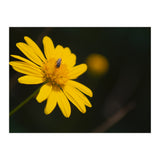 SUNFLOWER. (Print Only) thumbnail