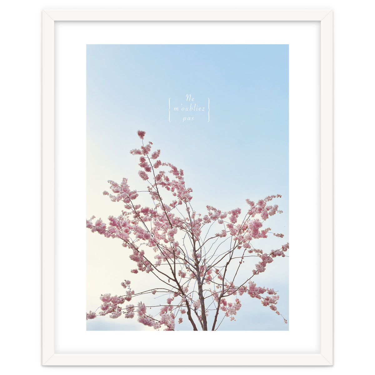 Sakura - cherry blossom