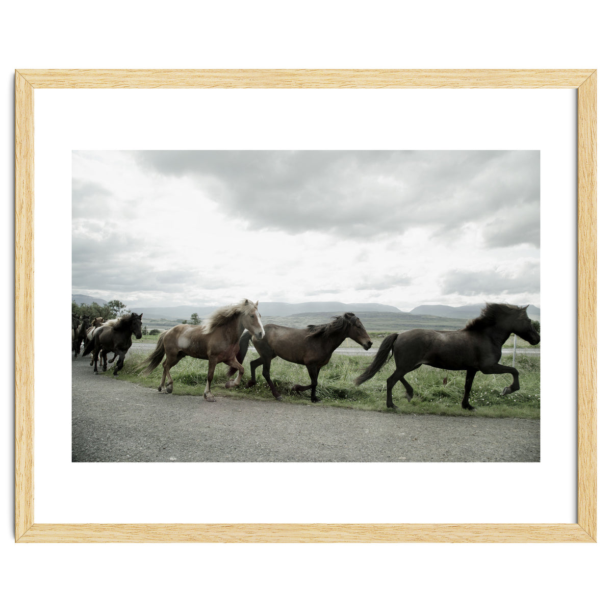 Running horses - Iceland