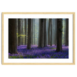 Bluebell forest thumbnail