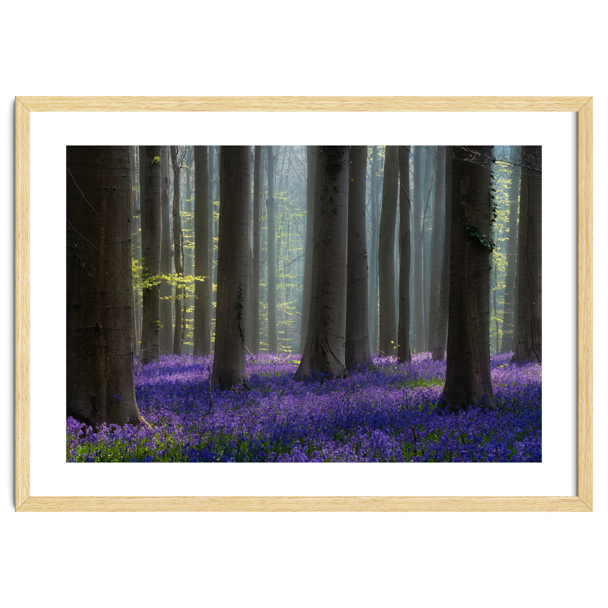 Bluebell forest