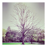 Tree Of Dreams (Print Only) thumbnail