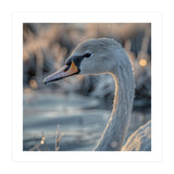Close Up Of A Swan Covered In Frost (Print Only) thumbnail