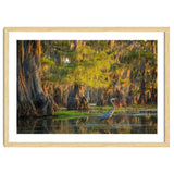 Heron in the swamps thumbnail