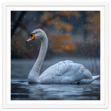 Swan Floating Gracefully On Water In Autumn thumbnail