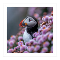 Atlantic Puffin Amidst Pink Heather Flowers (Print Only)