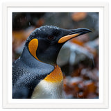 King Penguin In Rain With Water Drops thumbnail