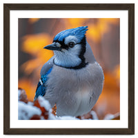 Blue Jay Bird In Winter Snowfall And Leaves