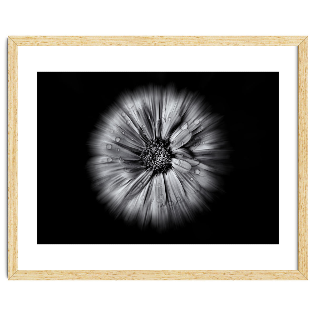 Backyard Flowers In Black And White No 10 Flow Version
