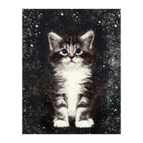 Bicolor Cute Kitten Portrait (Print Only) thumbnail