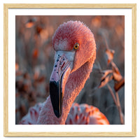 Close Up Of A Pink Flamingo Head In Sunlight