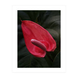 Red Anthurium Flower (Print Only) thumbnail