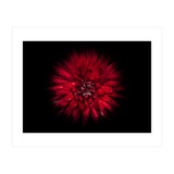 Backyard Flowers No 45 Color Flow Version (Print Only) thumbnail