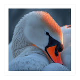 Close Up Of A White Swan With Water Droplets (Print Only) thumbnail