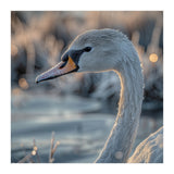 Close Up Of A Swan Covered In Frost (Print Only) thumbnail