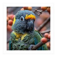 Yellow Headed Amazon Parrot Close Up Portrait (Print Only)