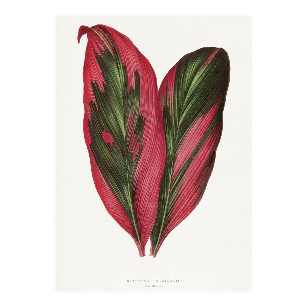 Alexander Francis Lydon & Benjamin Fawsett – Pink Dracaena Terminalis Leaf (1865) (Print Only)