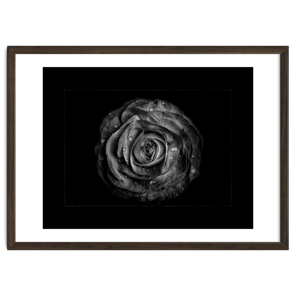Backyard Flowers In Black And White No 72 with Border