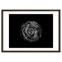 Backyard Flowers In Black And White No 72 with Border