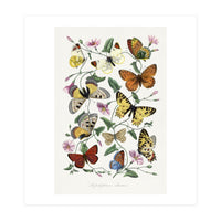 Paul Gervais – Butterfly and Moth Natural History Illustration (1842) (Print Only)