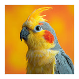 Close Up Cockatiel Parrot With Yellow Crest (Print Only) thumbnail