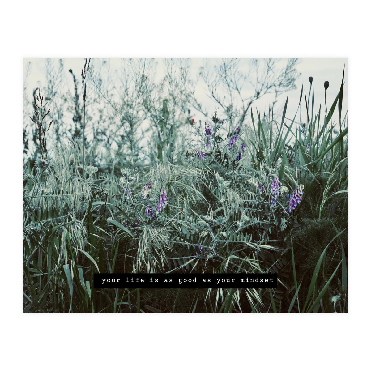 Photography - Summer Garden (Print Only)