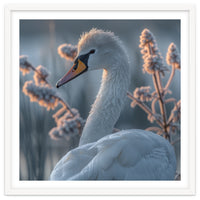 Swan Portrait Dew Drops Morning Light