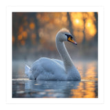 Beautiful Swan Floating On Water At Sunset (Print Only) thumbnail