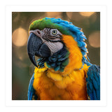 Blue And Gold Macaw Portrait Close Up (Print Only) thumbnail