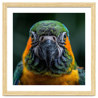 Blue And Gold Macaw Face Focused Portrait