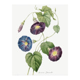 Pierre-Joseph Redouté & Henry Joseph Redouté – Star-Glory Morning-Glory (1827) (Print Only) thumbnail