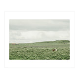 Horses in the middle of the green field - Iceland (Print Only) thumbnail