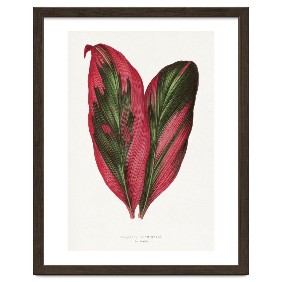 Alexander Francis Lydon & Benjamin Fawsett – Pink Dracaena Terminalis Leaf (1865)