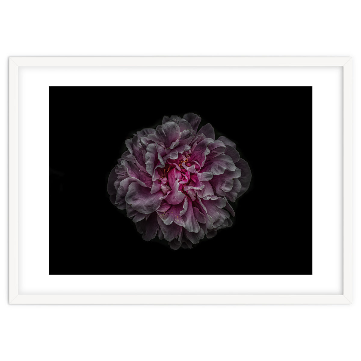 Backyard Flowers No 116 Color Version