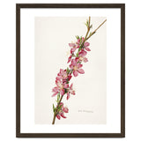Royal Charles Steadman – Peach (Prunus persica) (1924) thumbnail