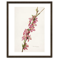 Royal Charles Steadman – Peach (Prunus persica) (1924)