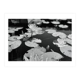 Lotus Pond | Black & White Landscape (Print Only) thumbnail
