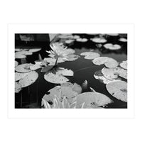 Lotus Pond | Black & White Landscape (Print Only)